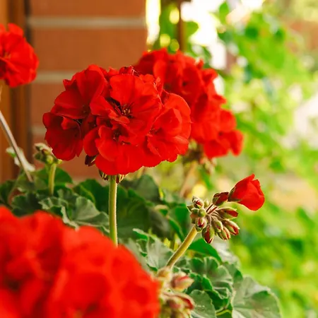 Kamea 포비에로보